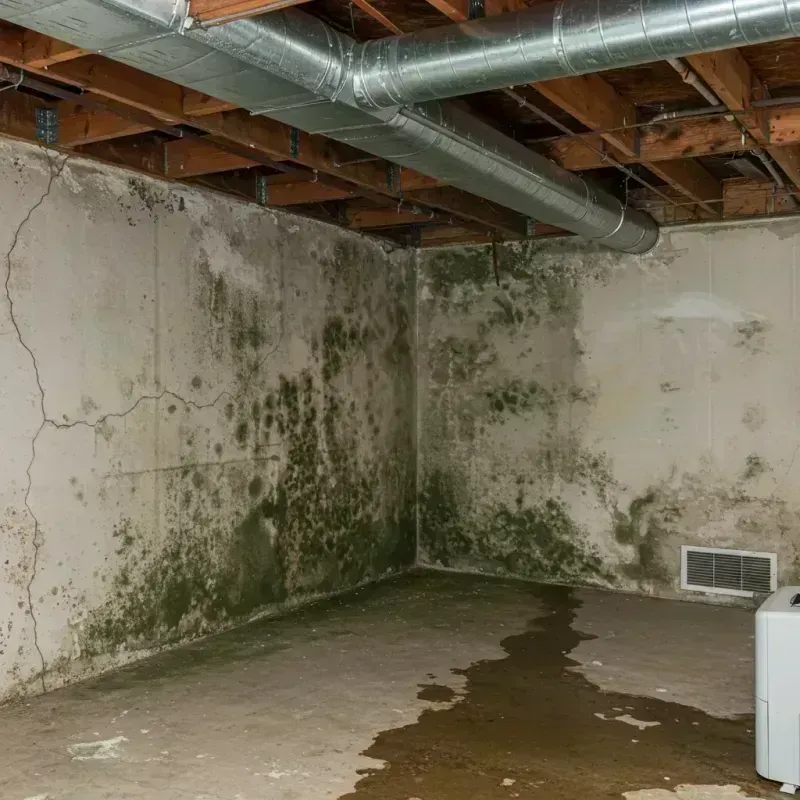 Professional Mold Removal in Youngwood, PA